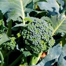Why not plan to add a couple varieties of broccoli to. Growing Broccoli In Home Gardens Umn Extension
