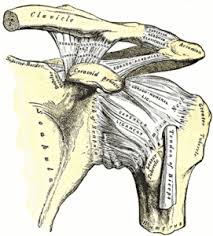 Once a tendon or ligament wears out due to extreme use or inappropriate use they do not regrow or repair themselves. Shoulder Anatomy Function Ligaments Tendons Orthopaedic Doctor Mumbai Dr Amyn Rajani