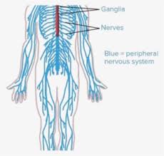 Subscribe to our free newsletters to receive latest health news and alerts to your email inbox. Nerves Clipart Human Body Cell Human Nervous System Drawing Png Image Transparent Png Free Download On Seekpng