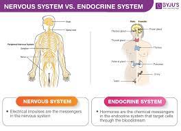 Difference Between Nervous System Endocrine System