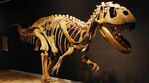 Take a walk through time from the big bang through the ice ages in one of the premier natural history museums in the. Mesalands Community College S Dinosaur Museum Tucumcari Nm 88401