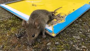 Tapper max mouse glue board traps. Details Rspca Org Uk