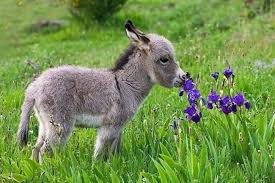 These Videos Prove You Need A Pet Baby Donkey Film Daily