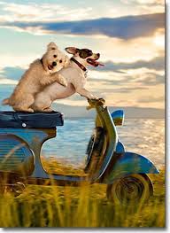 Uber Lyft Taxis With Dogs What Car Services Let You Bring Dogs Dogtime Animals Funny Animals Animals Friends