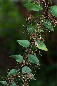 Image result for Gymnosporia matoboensis