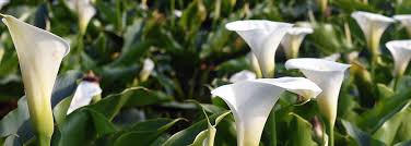 Order and send flowers to goldsboro, north carolina today. Mcintyre Funeral Home Goldsboro Nc 27530 Nc Funeral Home And Cremation