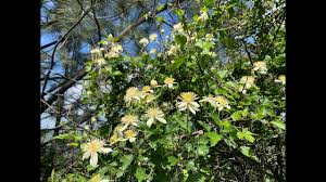 Flowers can be very pale or lavender. Clematis Chaparral Clematis Western Virgin S Bower And Southern California Clematis Youtube