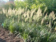Zone 4 is our buffer between our cultivated land and the natural. Midwest Gardening Best Perennial Ornamental Grass