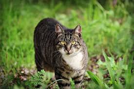 Use peels of oranges, lemons, limes, and grapefruit in your garden. How To Keep Cats Out Of Your Yard 5 Tips Wildlife Informer