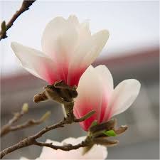Trees grow to about 30 feet tall in direct or filtered sunlight. Magnolia New Pink New Rare Tulip Tree With Soft Pink Blush Flowers Garden Plants