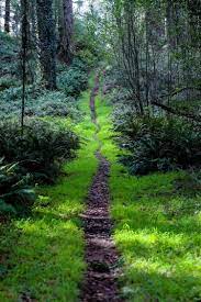 The Path Got A Little Narrow For Me This Week W Work And Vehicle Problems But I Was Again Reminded That I Beautiful Nature Nature Photography Forest Landscape