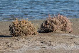 Image result for Sarcocornia