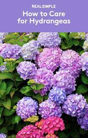 How To Care For Hydrangeas To Get The Most Beautiful Blooms On The Block Hydrangea Care Planting Hydrangeas Growing Hydrangeas