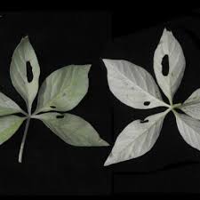 Image result for Ipomoea hochstetteri