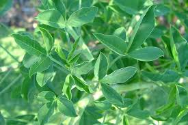 Image result for Crotalaria agatiflora