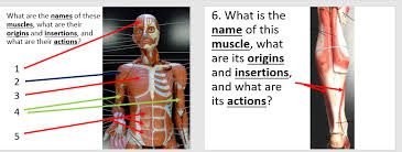 Muscles named for their origin and insertion muscles named for their origin and insertion : Solved What Are The Names Of These Muscles What Are Thei Chegg Com