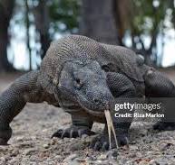 2.050 Komodo Varaan Stock Photos, High-Res Pictures, and ...