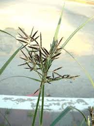 Image result for Cyperus sp. no. 1