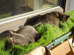 Integracion De Objetos Para Mascotas En La Decoracion Domestica Wheat Grass Lawn Cat Garden Cat Room Cat Window