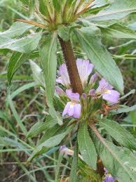 Image result for Tephrosia tanganicensis