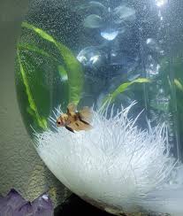 Betta Fish Pax Enjoying His New New World Betta Fish Betta New World