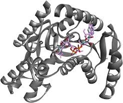 Image result for Vernonia ambigua