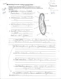Etc Mrs Bagwell Biology