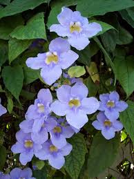 For a sweetly scented vine that you should place where you can smell its flowers, choose a common jasmine. 54 Garden Vines Zone 9 Ideas Vines Garden Plants