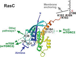 Molecular determinants of Ras-mTORC2 signaling - Journal of Biological  Chemistry