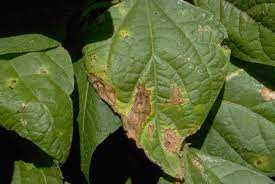 Green bean plant diseases pictures. Photo Gallery Of Vegetable Problems Bean Mount Vernon Nwrec Washington State University