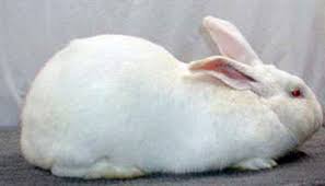 Bunnies of all sorts (travelers rest) californian, newzeland, crosses flemish and lionheads call ask for tim or sabra location: Happy Tails Flemish Giants