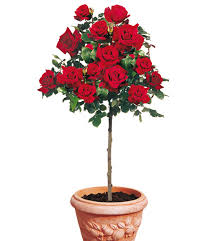 Rosen Stamm Le Rouge Et Le Noir 1a Rosenpflanzen Bestellen Baldur Garten