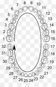 The universal numbering system also called the american system, is a dental notation system for associating information to a specific tooth, commonly used in the united states. Tooth Cartoon Png Download 1200 600 Free Transparent Palmer Notation Png Download Cleanpng Kisspng