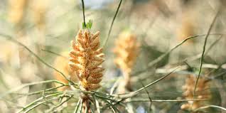 Maybe you would like to learn more about one of these? Stone Pine Pinus Pinea Plant Facts Eden Project