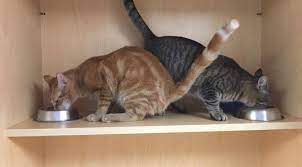 Dog Daycare The Ruff House Stay Play Chesapeake Dog Daycare Cats Dogs