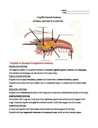 Worksheets are crayfish pre lab work, crayfish dissection, crayfish dissection, fish id key, lab 6 phylum arthropoda, bony fish anatomy work, earthworm anatomy answer key, echinoderm dissection guide and lab answers. 33 Label Crayfish External Anatomy Labels Database 2020
