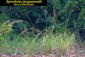 Image result for Sporobolus pyramidalis