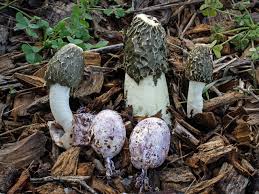 Clathrus archeri (synonyms lysurus archeri, anthurus archeri, pseudocolus archeri), commonly known as octopus stinkhorn or devil's fingers, is a fungus which has a global distribution. California Fungi Phallus Hadriani