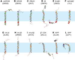 Understanding Single Pass Transmembrane Receptor Signaling From A Structural Viewpoint What Are We Missing Bugge 2016 The Febs Journal Wiley Online Library