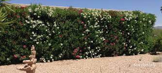 It also adds some unique texture and different look to your yard than a traditional hedge. Hop Bush The Alternative To Oleanders Azplantlady Com
