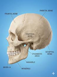 Image result for Parietal Bone