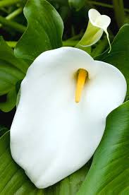 Image result for Zantedeschia aethiopica