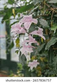 Image result for Mackaya