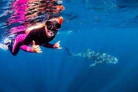 Is this the world's most ethical whale shark swim? | Adventure.com