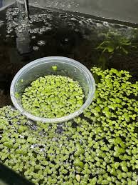 Image result for Lemna minor