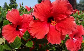 Image result for Hibiscus ludwigii