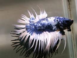 Fwbettasct1400217916 Full Mask Blue Marble Btf Ct Male Betta Fish Betta Tropical Fish