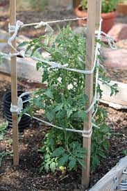 Camp Wander How To Stake Tomatoes The Rustic Sicilian Way Growing Vegetables Tomato Garden Plants