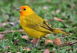 Canario Da Terra O Que Come Pin On Winged Wonders