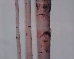 Birch Branches For Sale Near Me Pin On Twigs